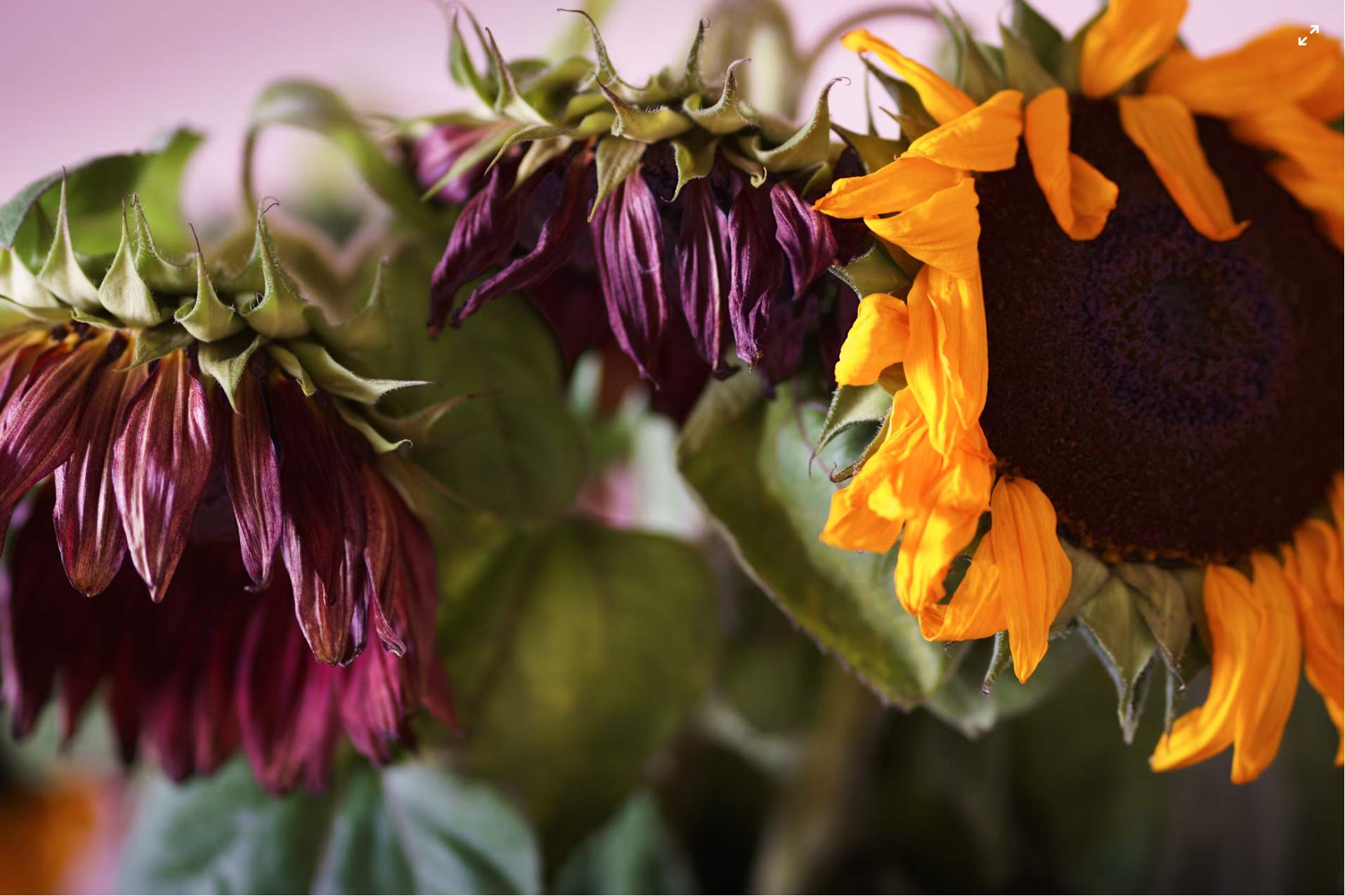 Dead sunflowers